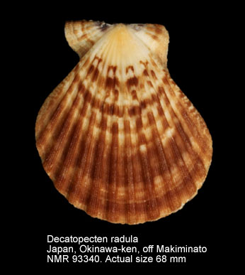 Decatopecten radula (17).jpg - Decatopecten radula(Linnaeus,1758)